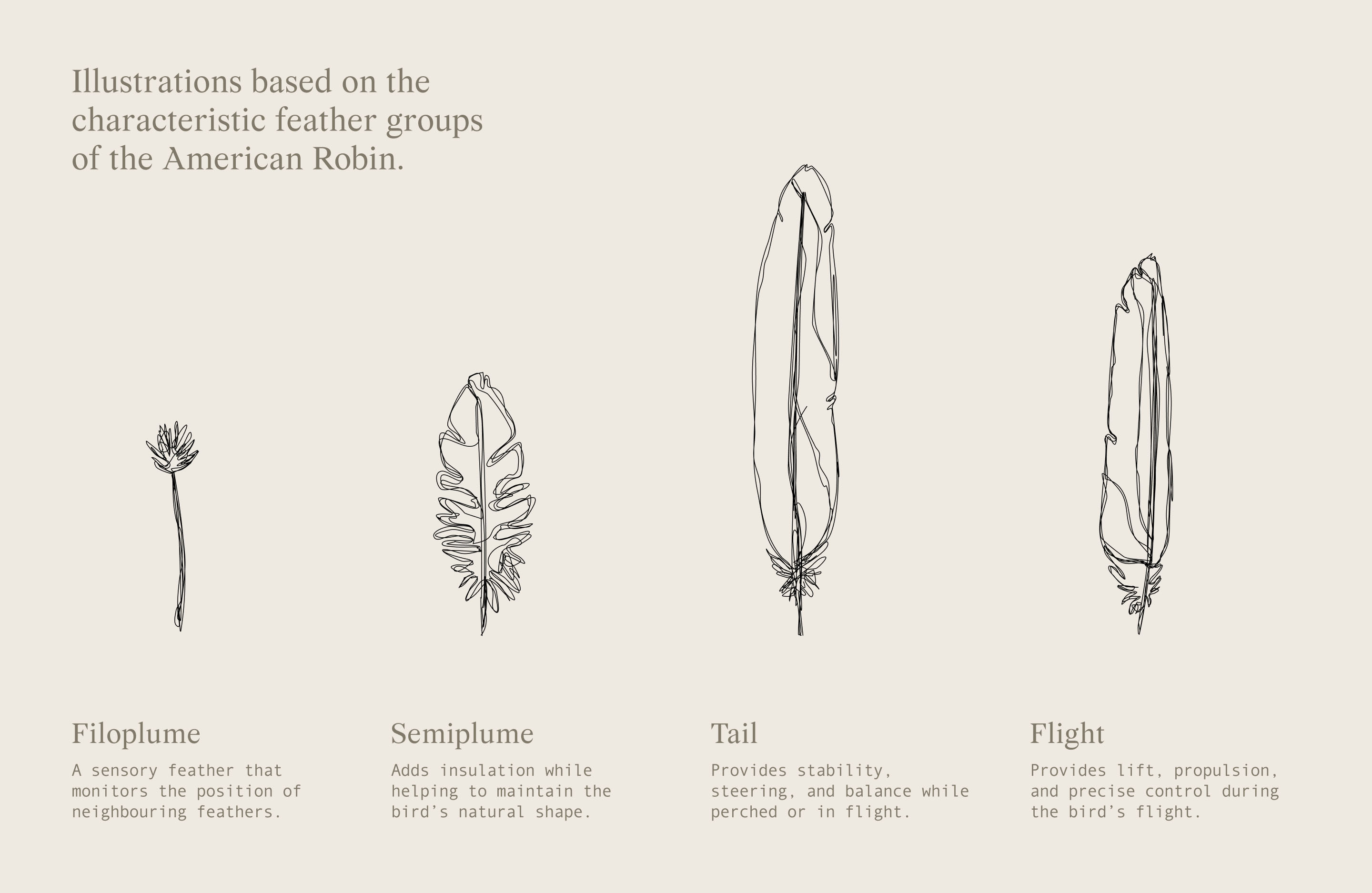 Mike Fuhr brand illustration showing feathers associated with the American robin.